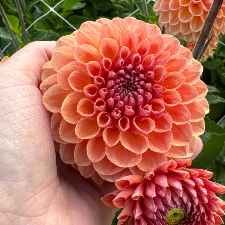 Dahlia Orange Breeze