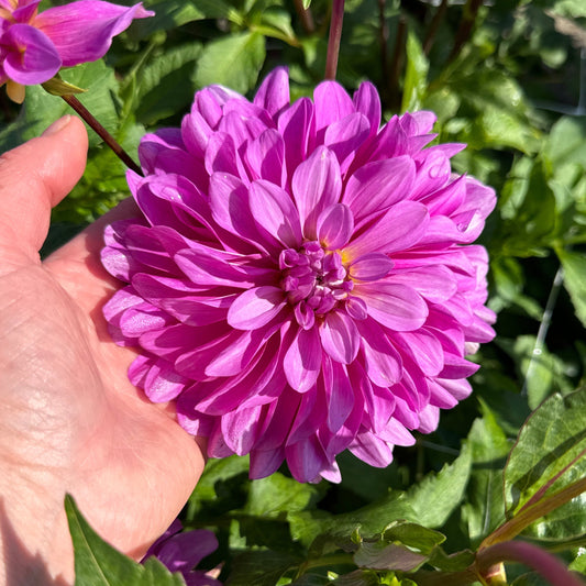 Dahlia Bluetiful Nyhet!