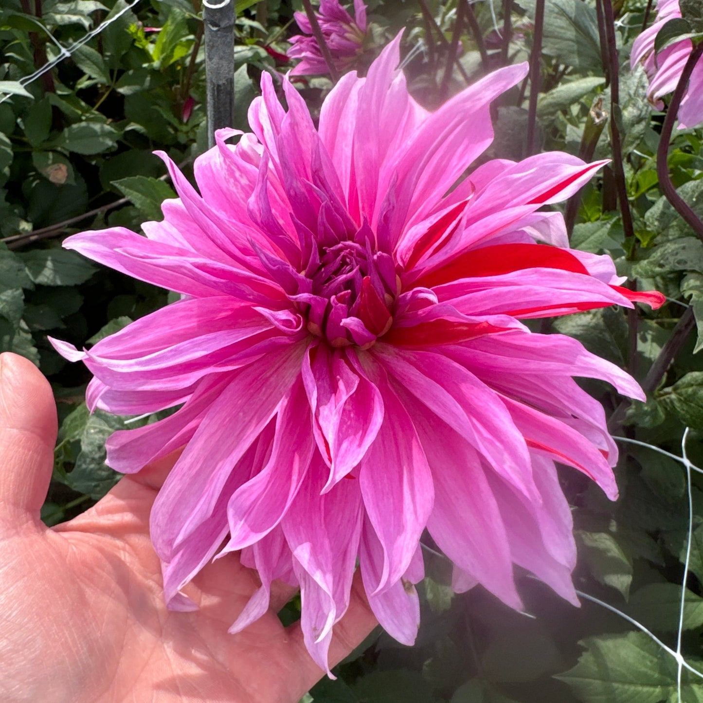 Dahlia Babylon Lilac Nyhet!