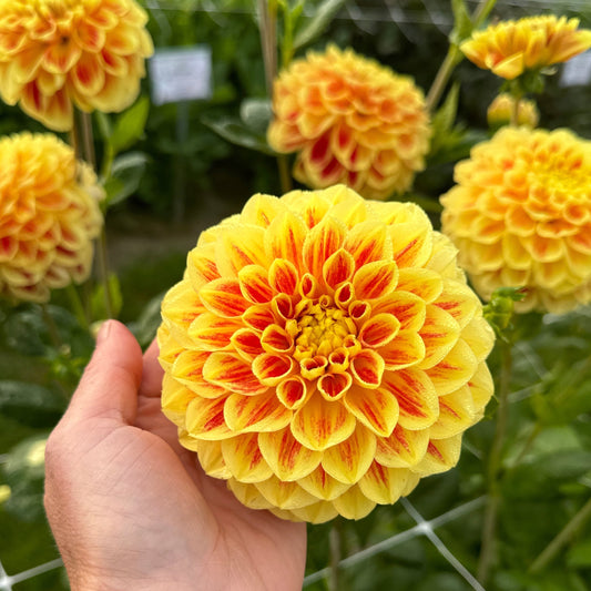 Dahlia Cape Town Nyhet!