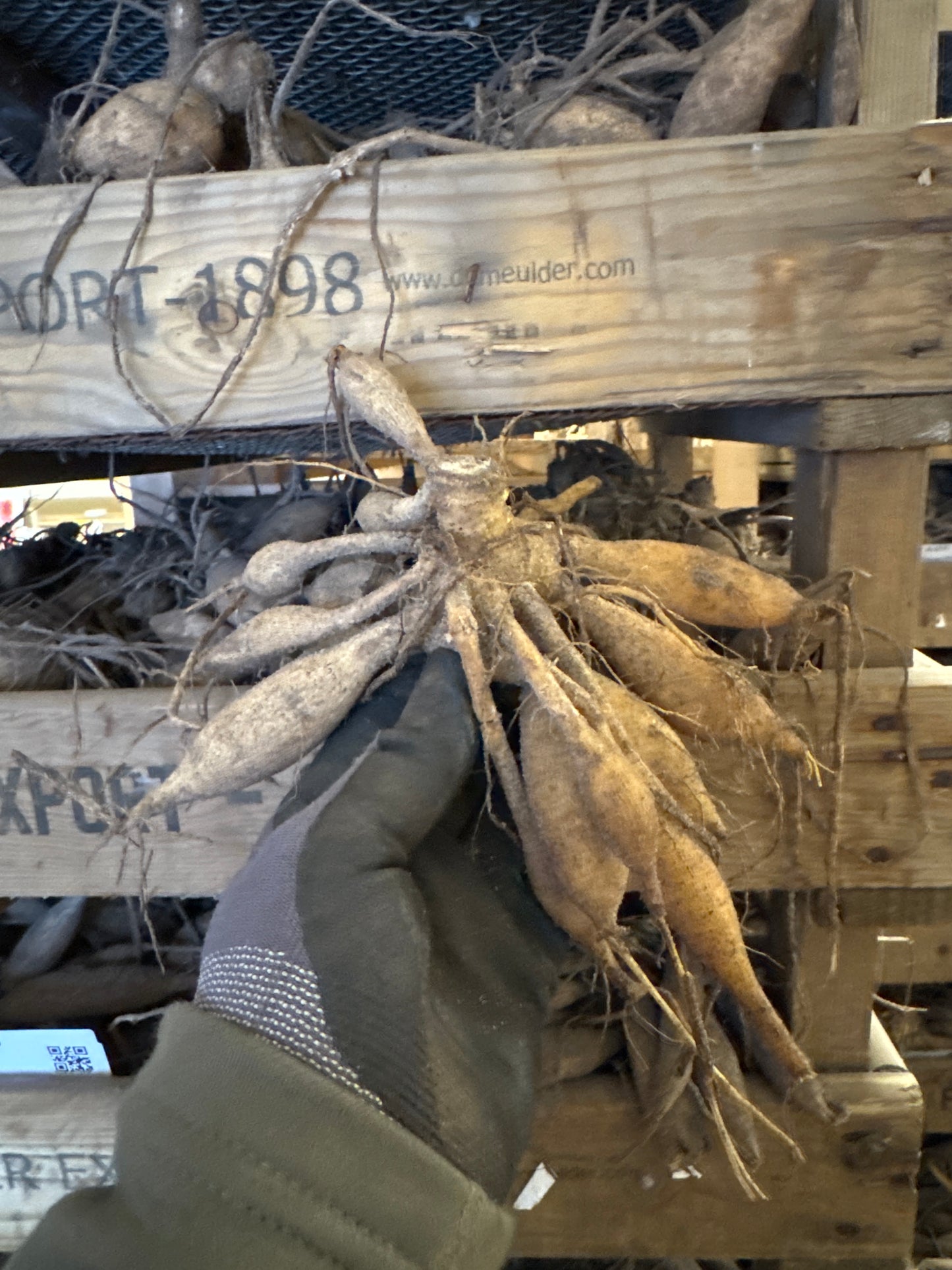 Dahlia Milena Fleur Åter 2026!