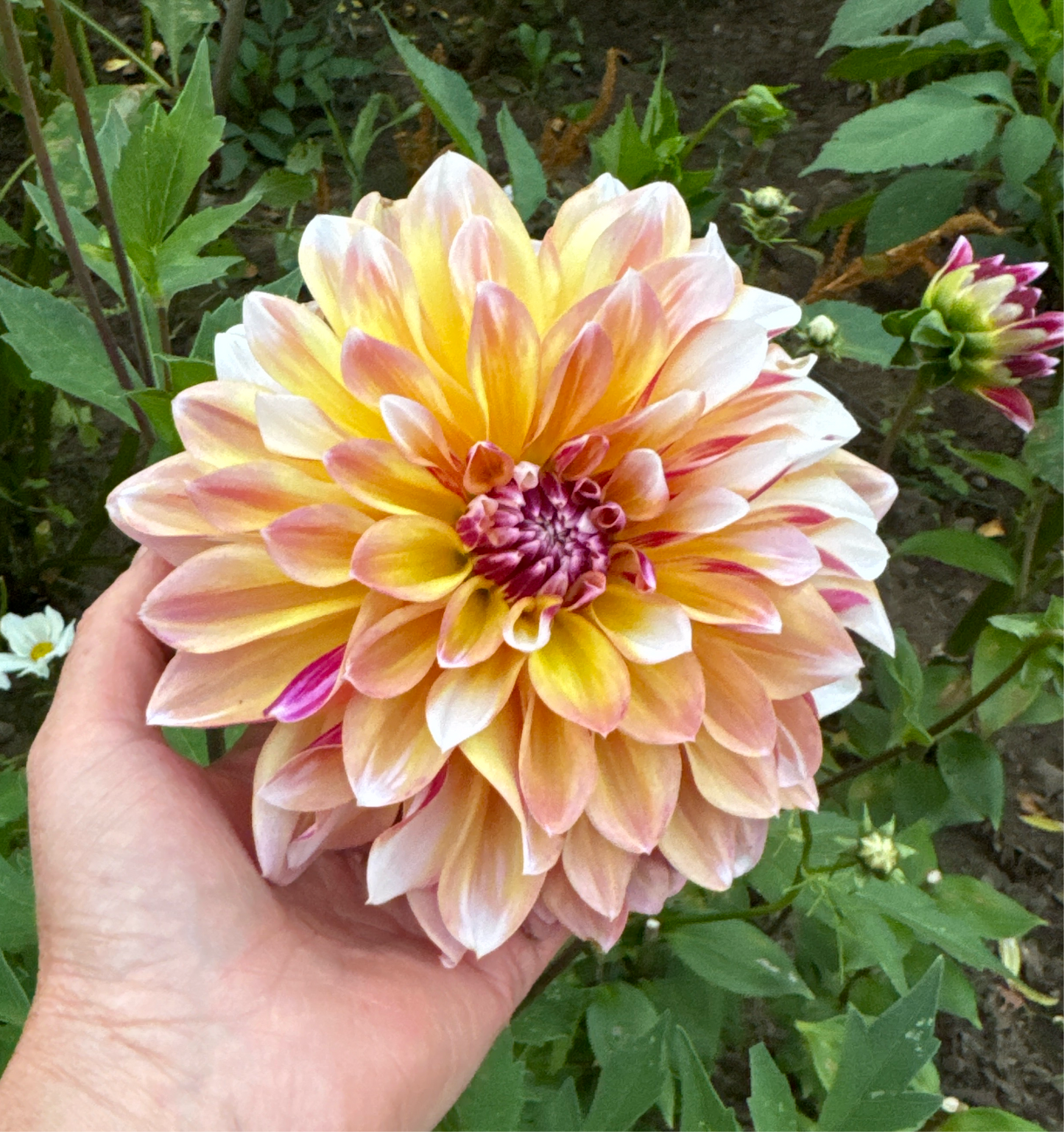 Dahlia Caribean Fantasy