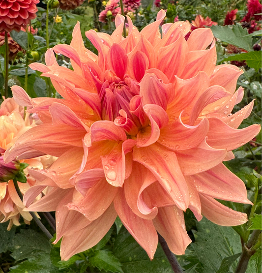 Dahlia Apricot Fire LB-006
