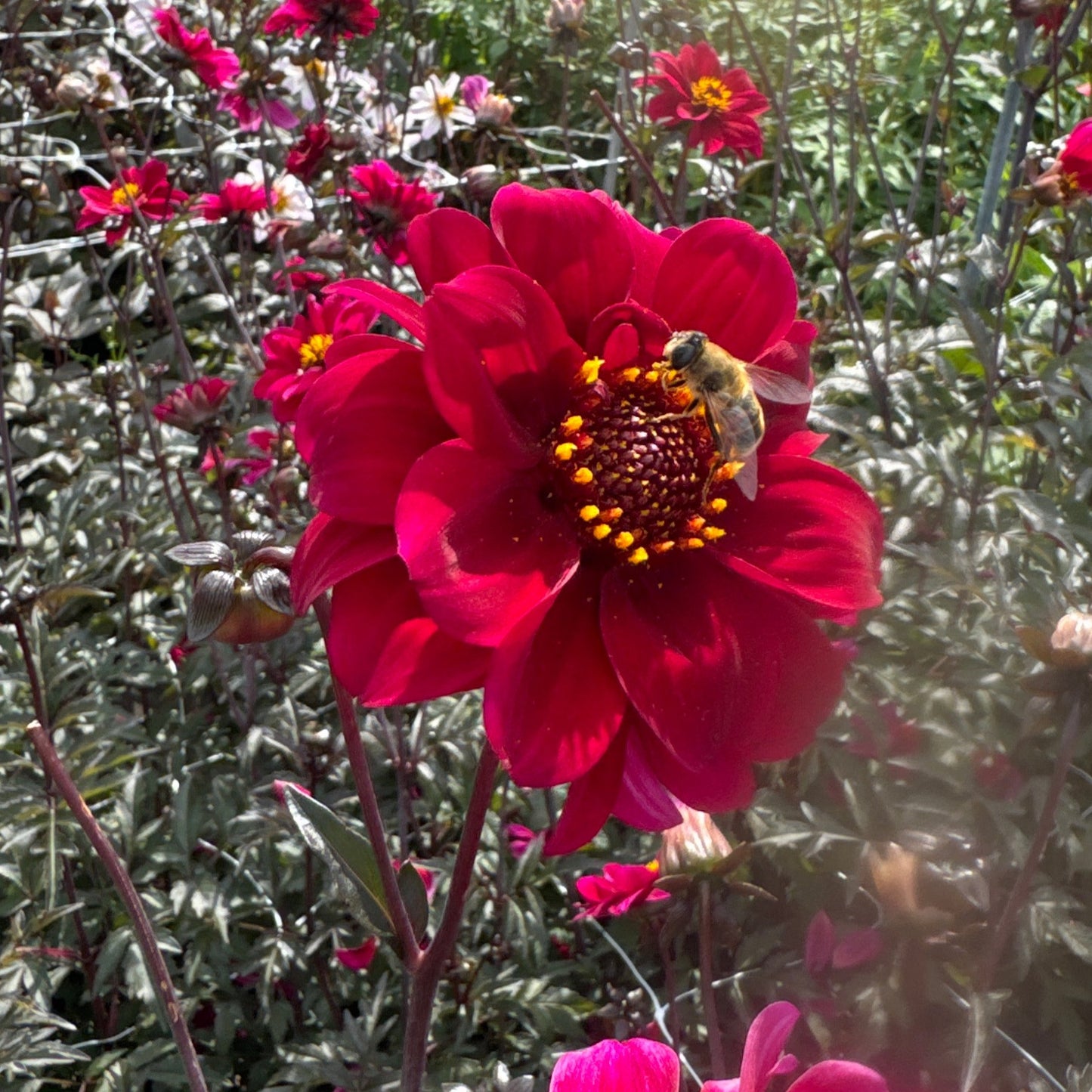 Dahlia Bishop of Caterbury Nyhet!