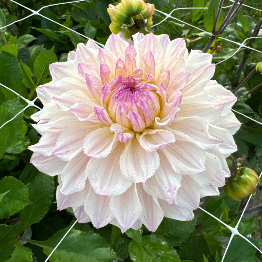 Dahlia Masterclass Utgår!