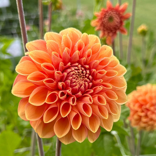 Dahlia Apricona Nyhet!