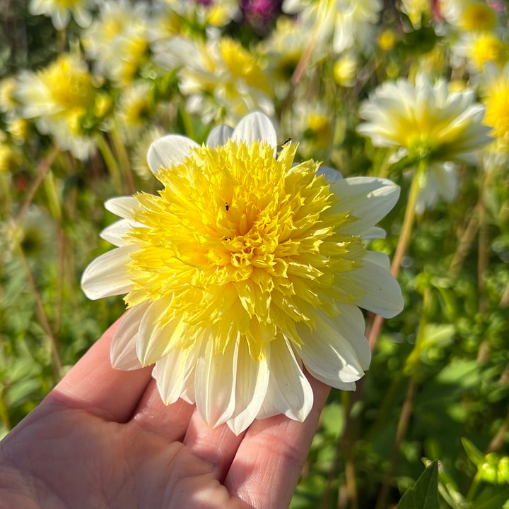 Dahlia Freyas Paso Doble