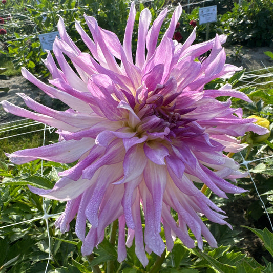 Dahlia Colorado Classic Nyhet!