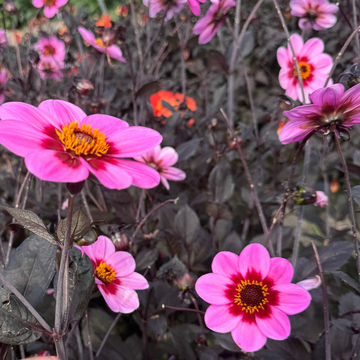 Dahlia HS Wink ®