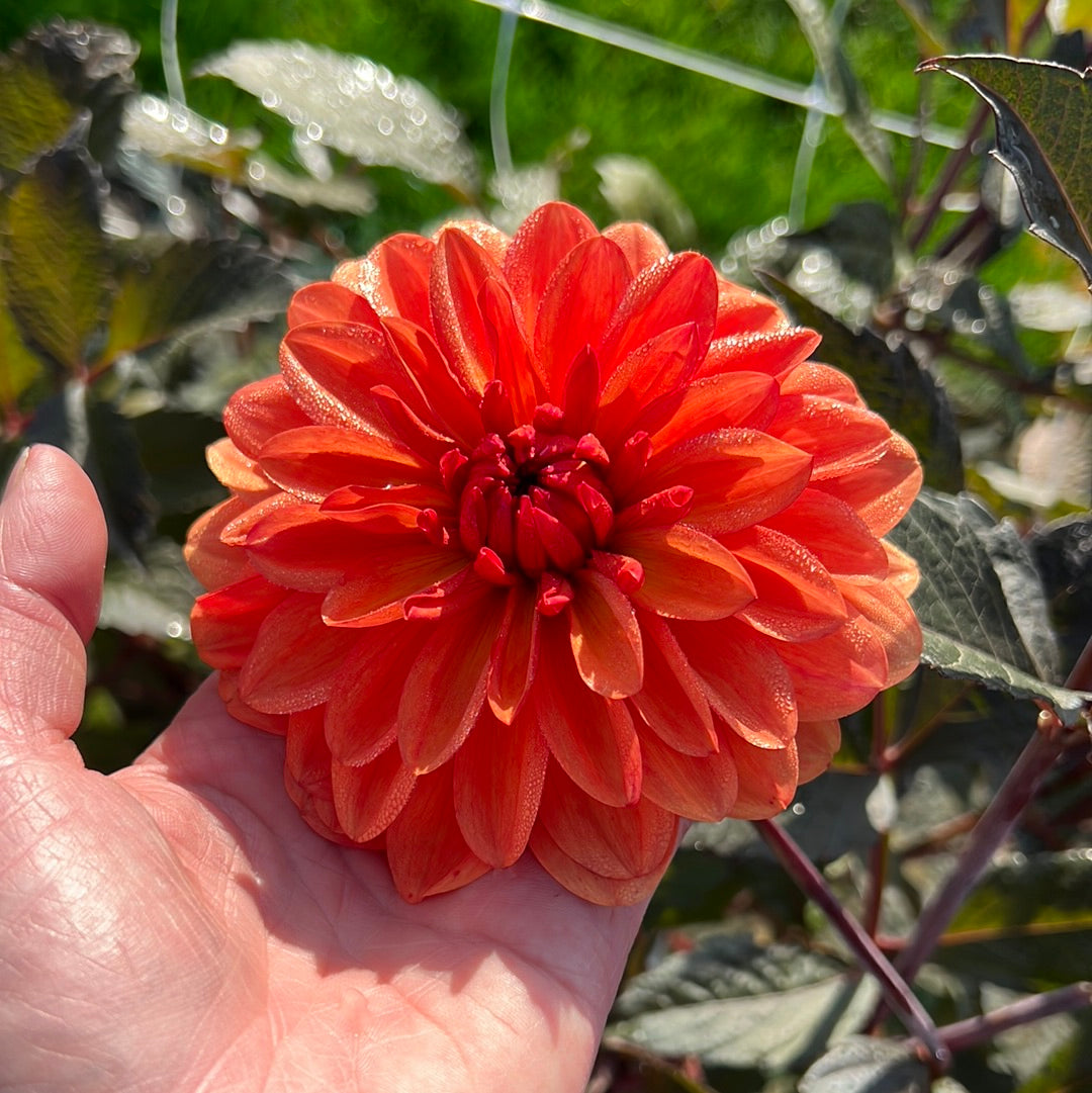 Dahlia Orange Pekoe Nyhet! – Dahlias By Linn