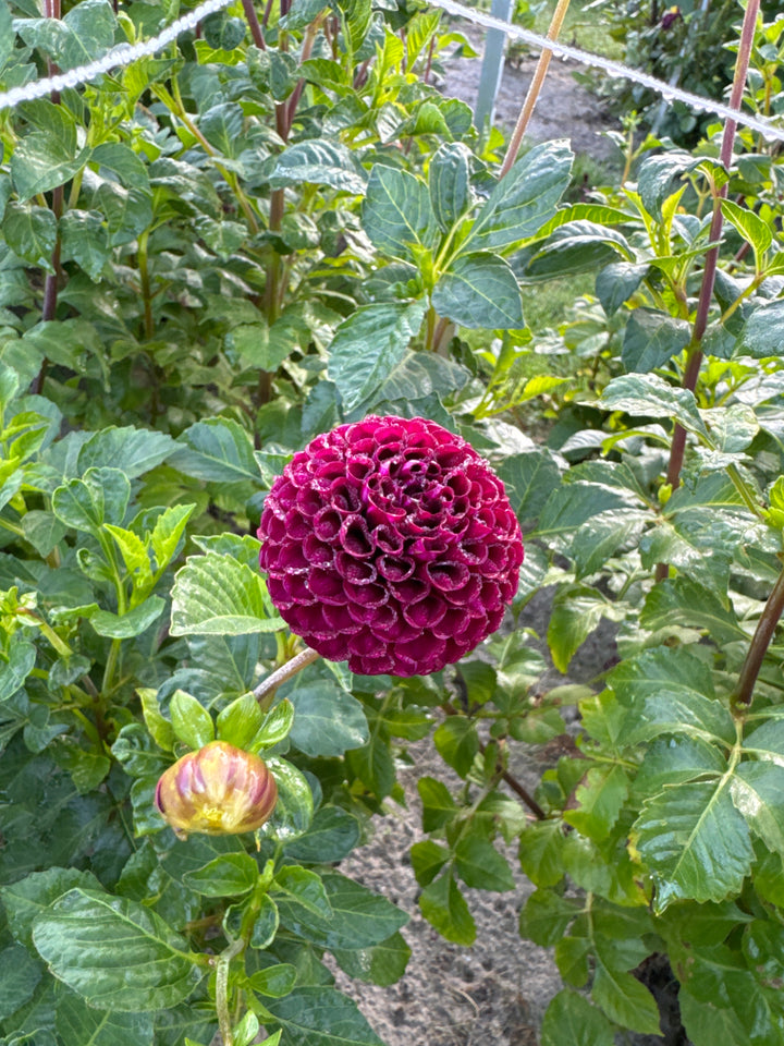 Dahlia Rocco Utgår!