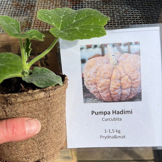 Pumpa Hadimi