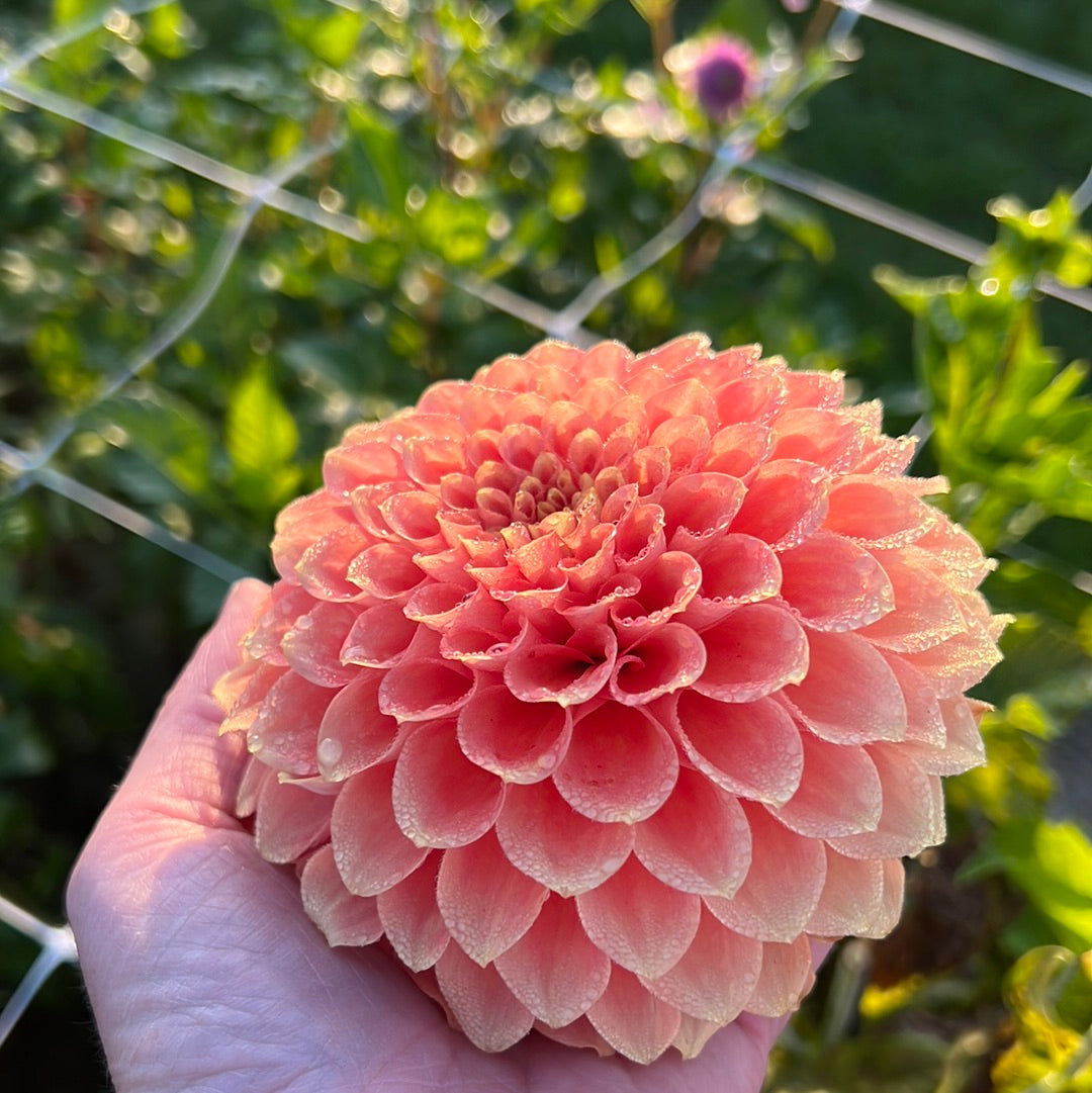 Dahlia Freeman UTGÅR! Alt-Orange Favorite