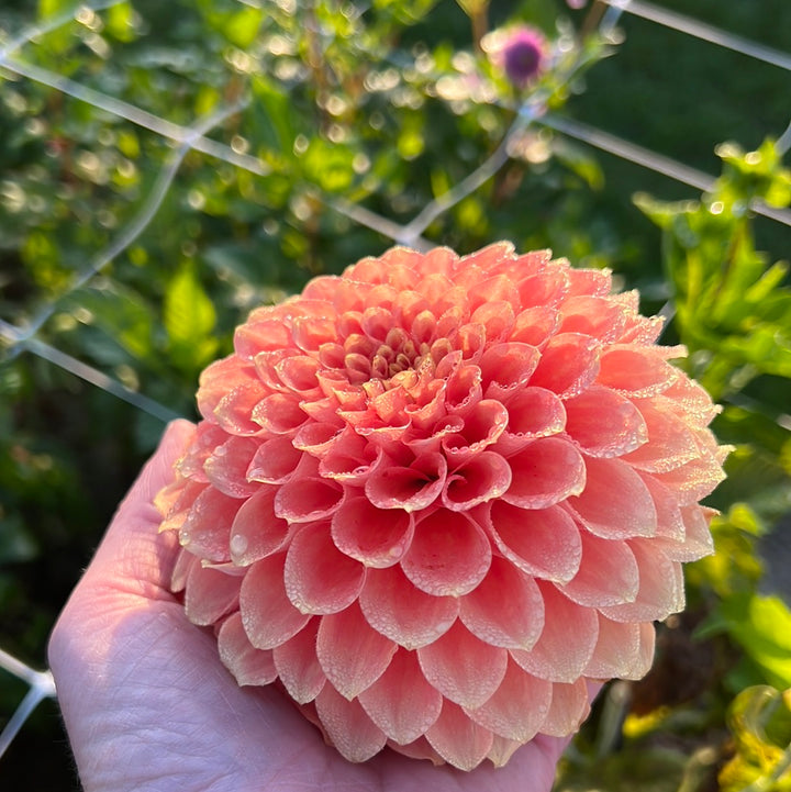 Dahlia Freeman UTGÅR! Alt-Orange Favorite