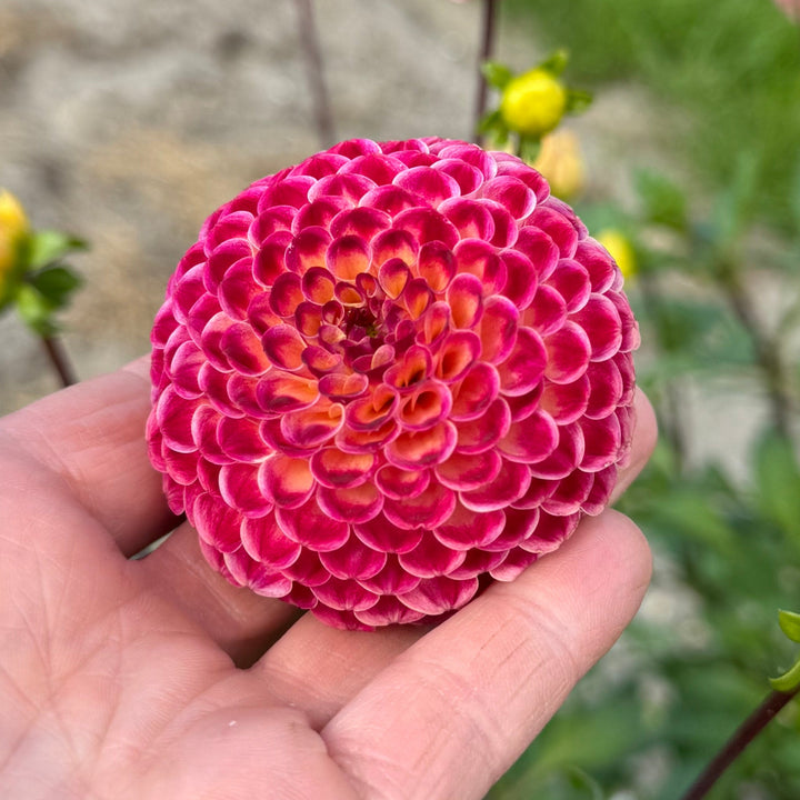 Dahlia Ryecroft Blackberry