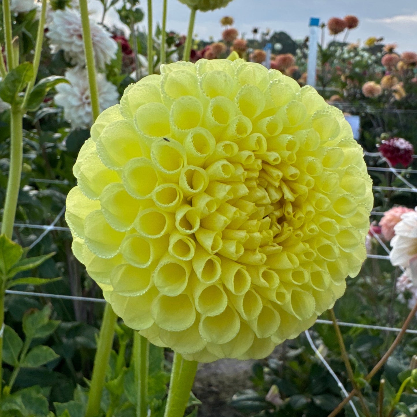 Dahlia Clearview Daniel Nyhet!