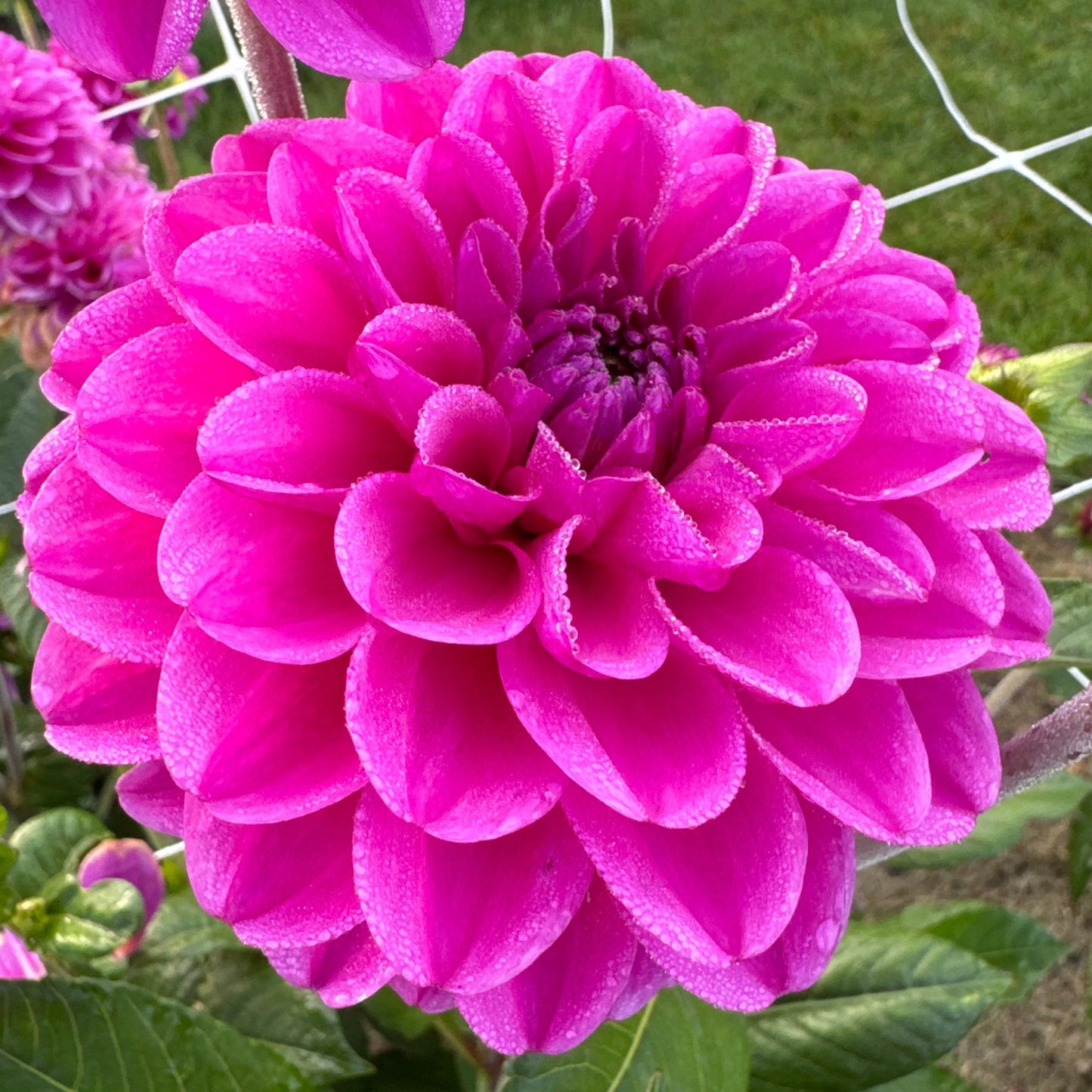 Dahlia Stratos Nyhet!