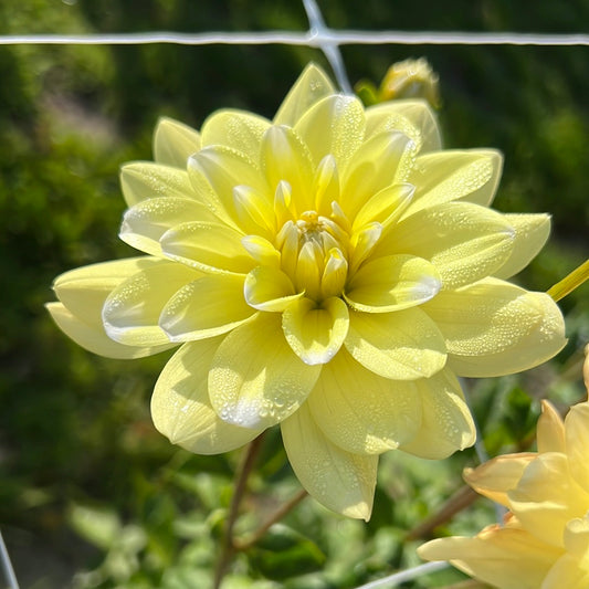 Dahlia Yellow Perception