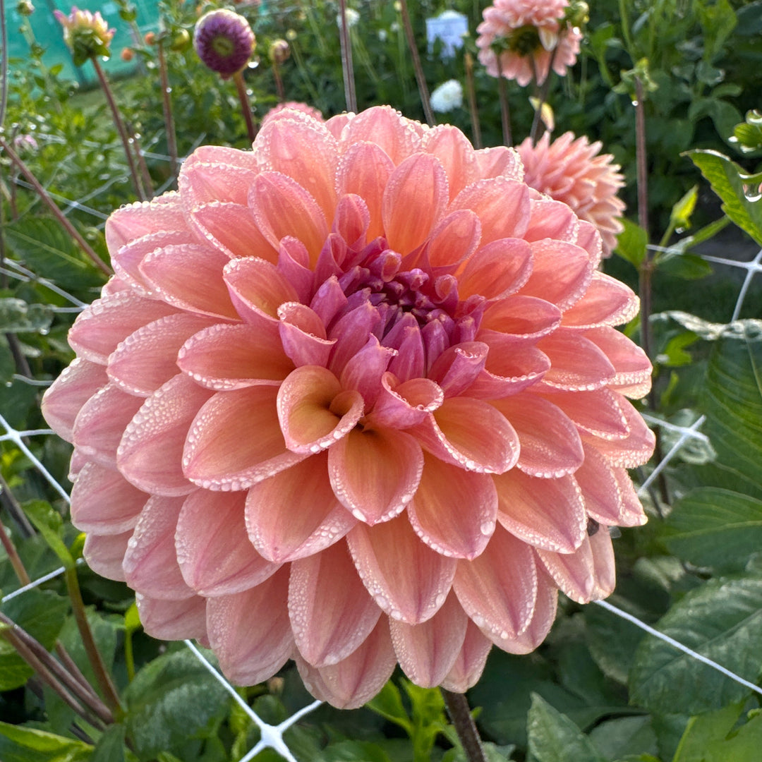 Dahlia Moderato