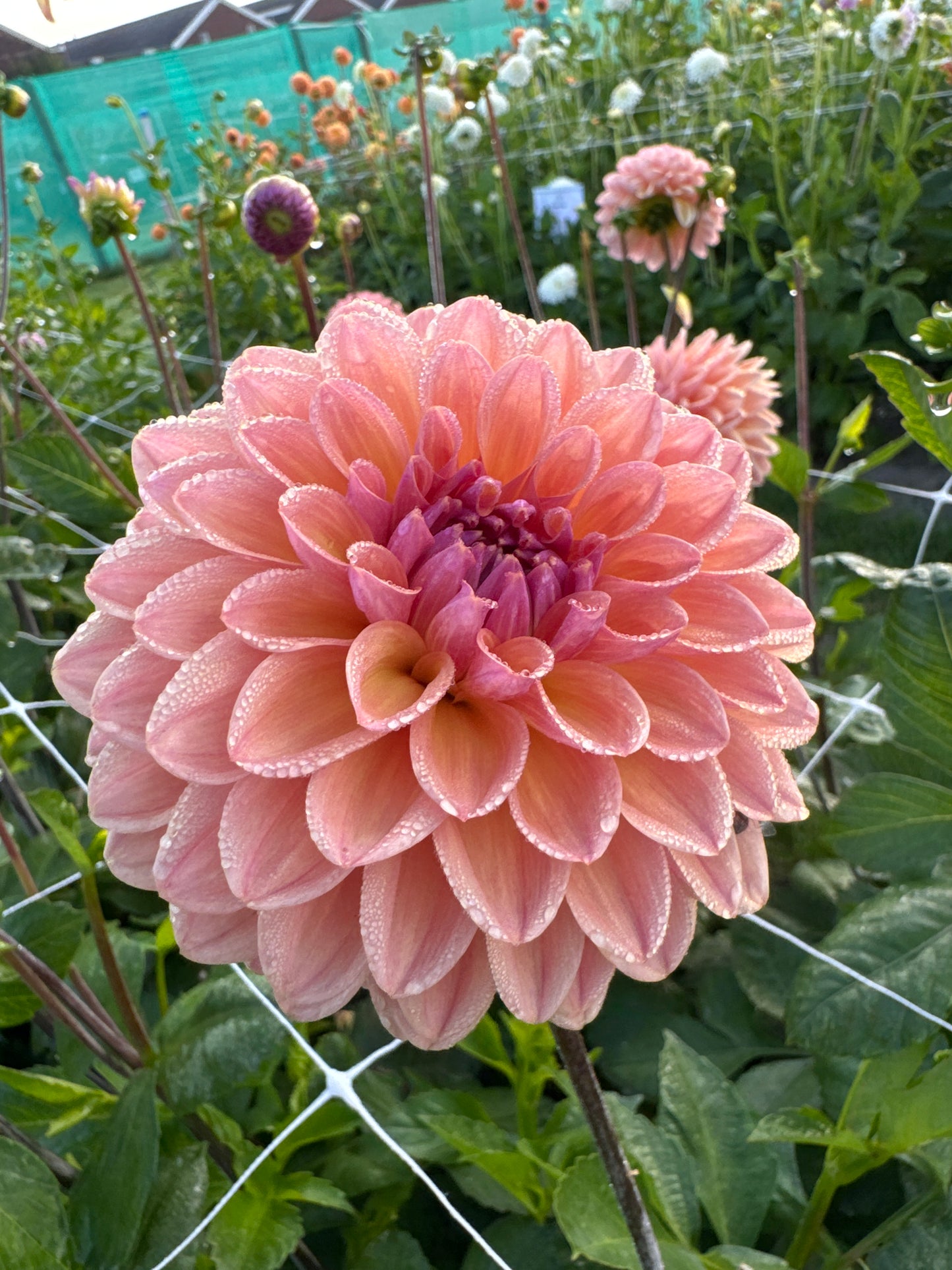 Dahlia Moderato