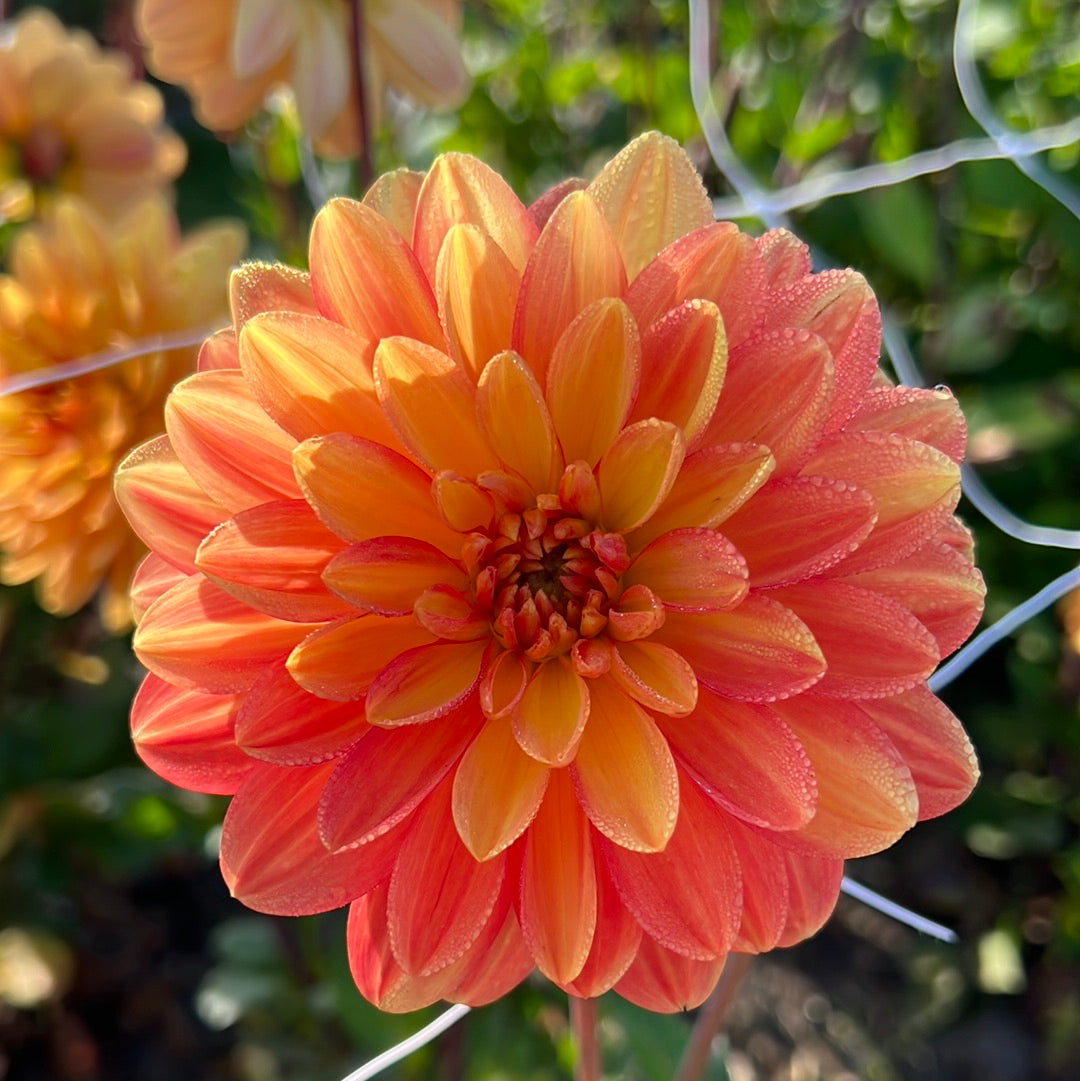 Dahlia Graceland