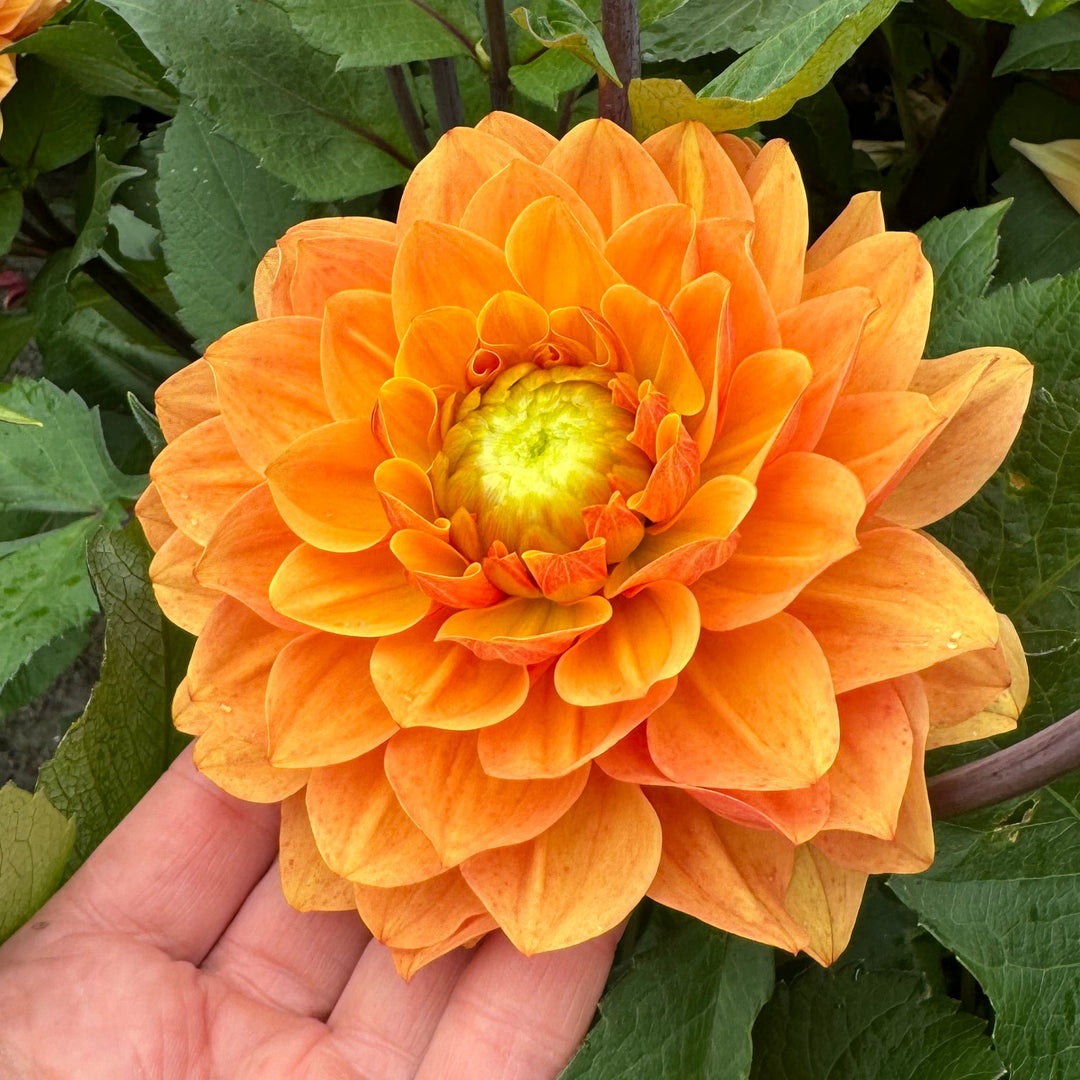 Dahlia Ginger Pearl