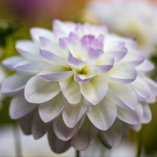 Dahlia Hugo´s favoriter mix 5st knölar
