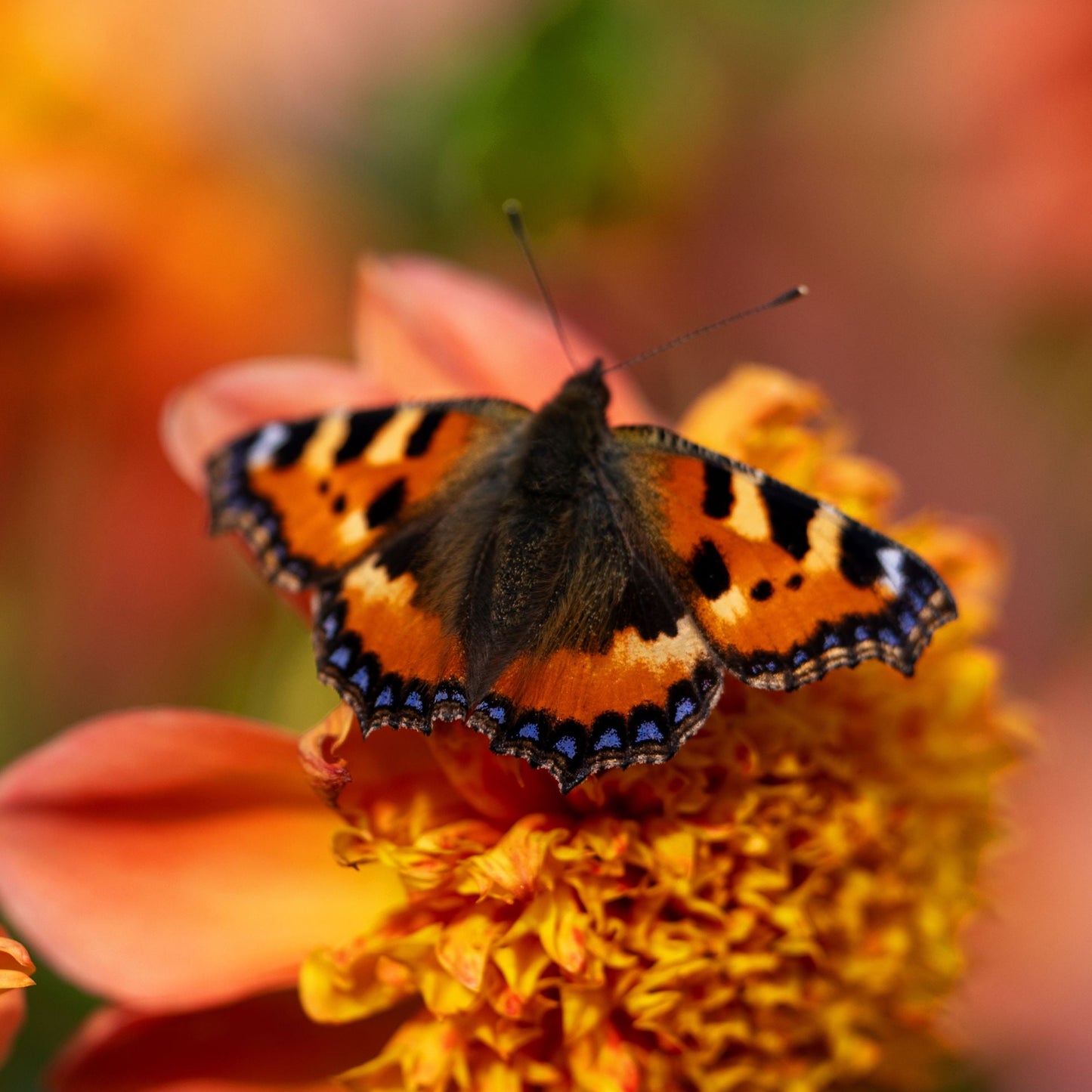 Dahlia Pollinerarnas eldiga favvoblandning 5st