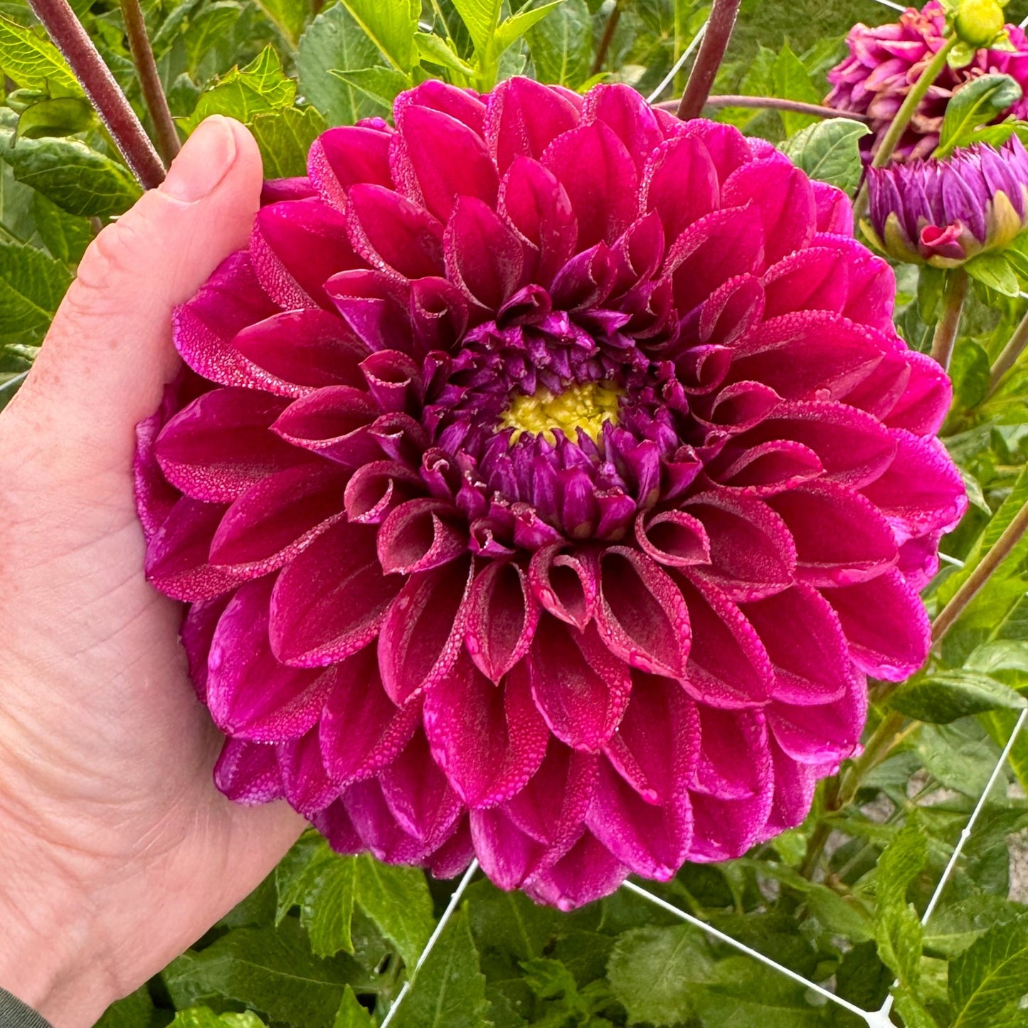 Dahlia Diva US