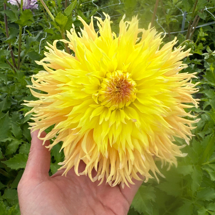 Dahlia Mingus Joshua