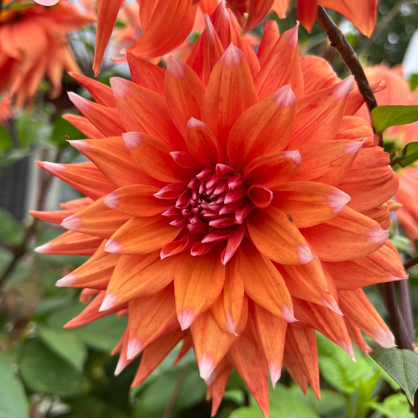 Dahlia Color Spectacle Nyhet!