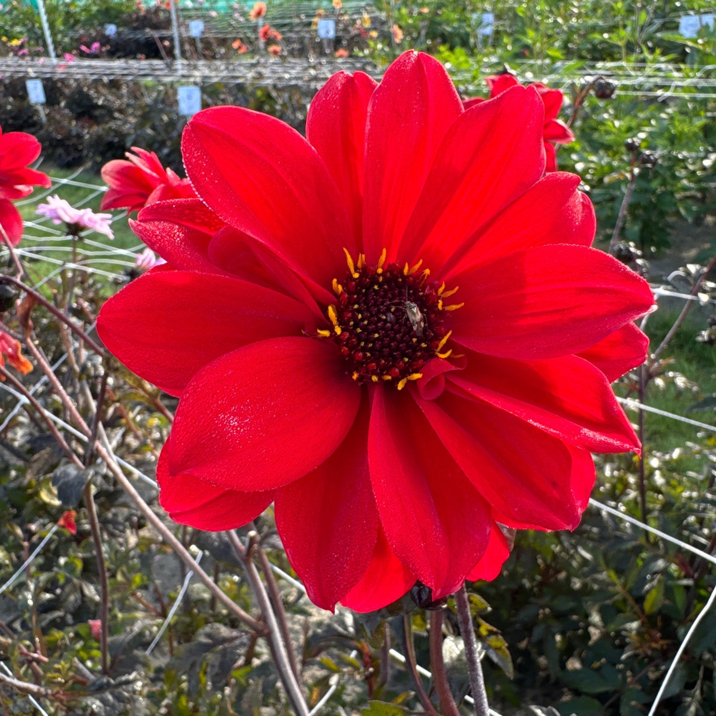 Dahlia Bishop of Llandaff Nyhet!