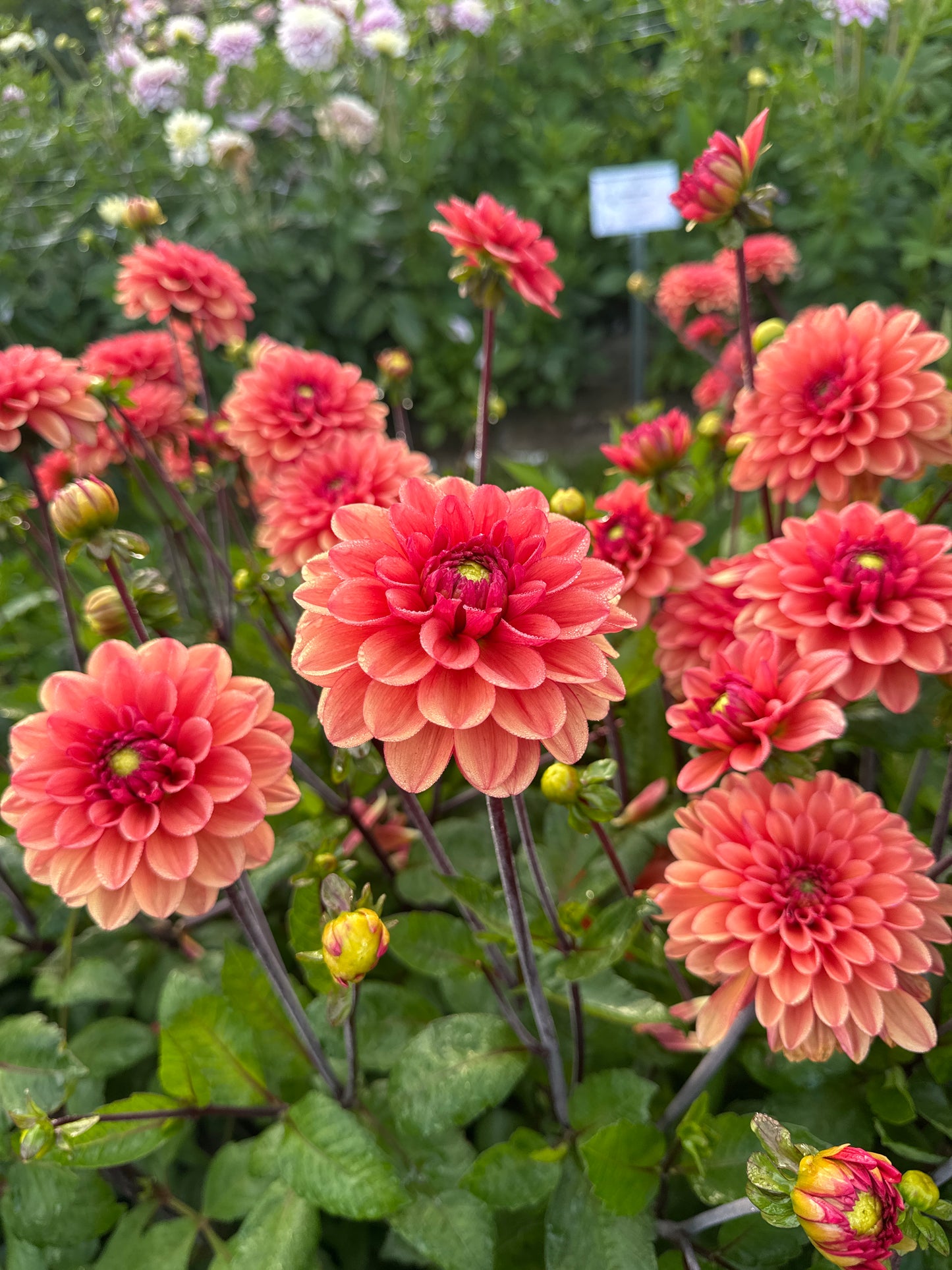 Dahlia Orange Girl