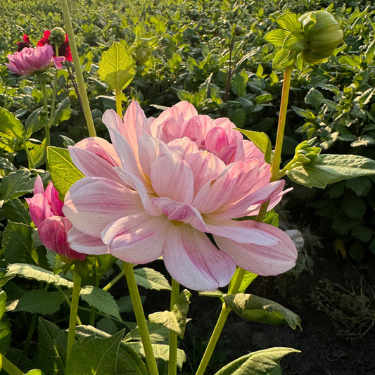 Dahlia Linns Lullaby  LB-126