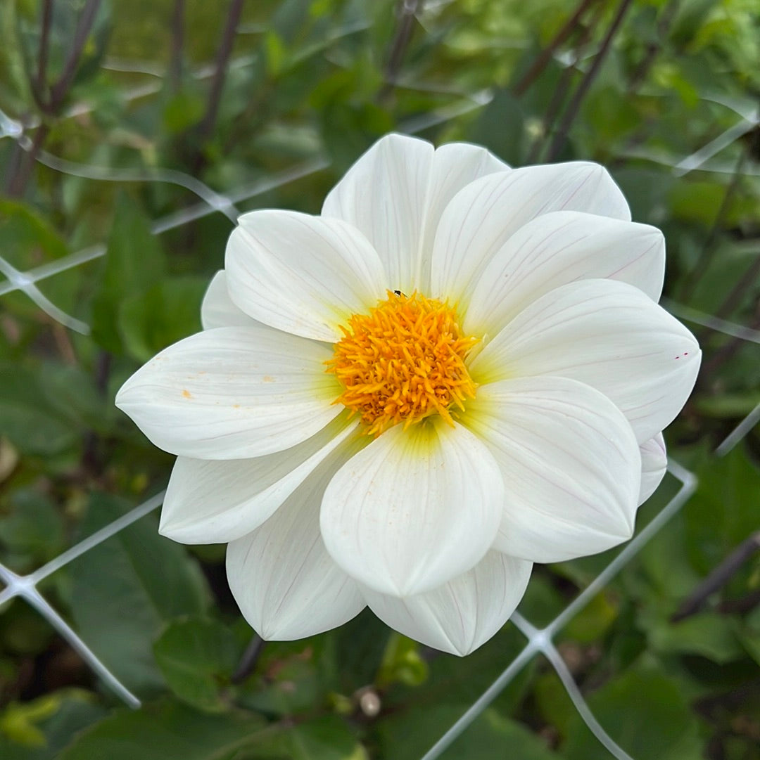 Dahlia White Emperor