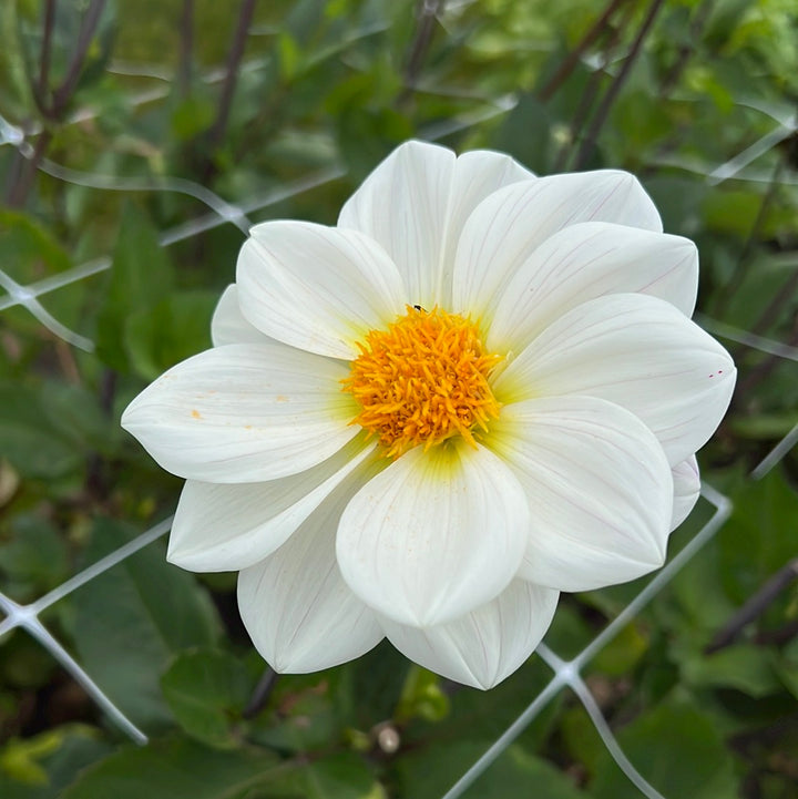 Dahlia White Emperor
