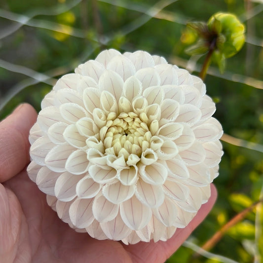 Dahlia Bazuin Snow Owl Nyhet!