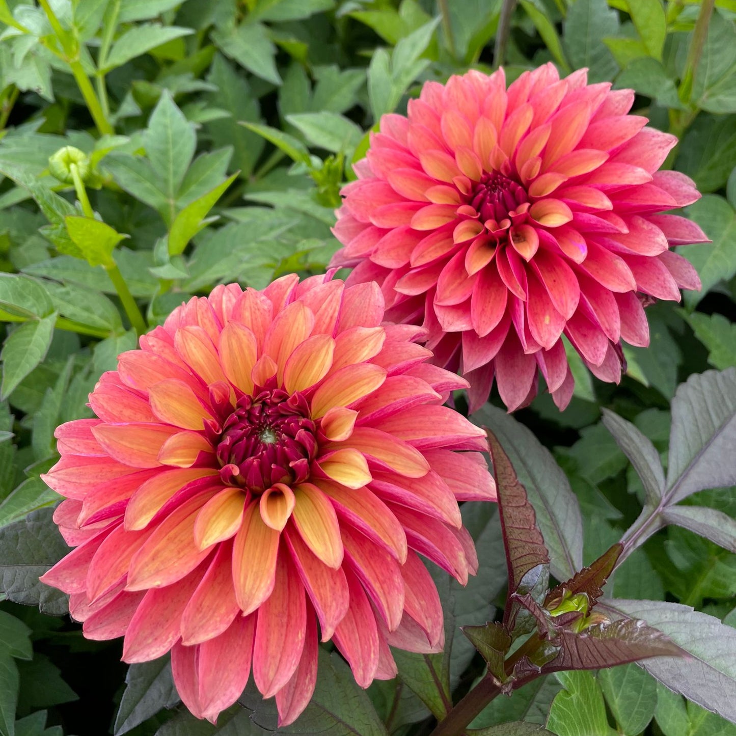 Dahlia Vera LB-111