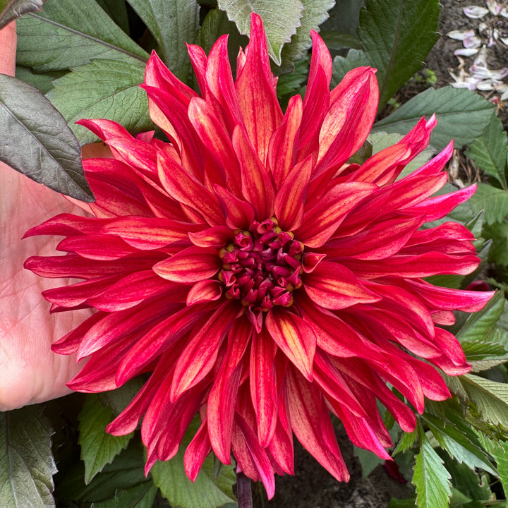 Dahlia Inferno