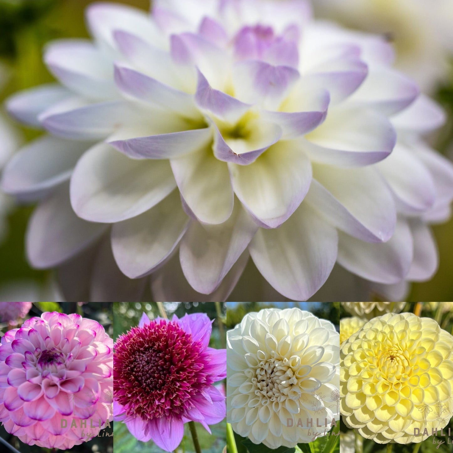 Dahlia Hugo´s favoriter mix 5st knölar