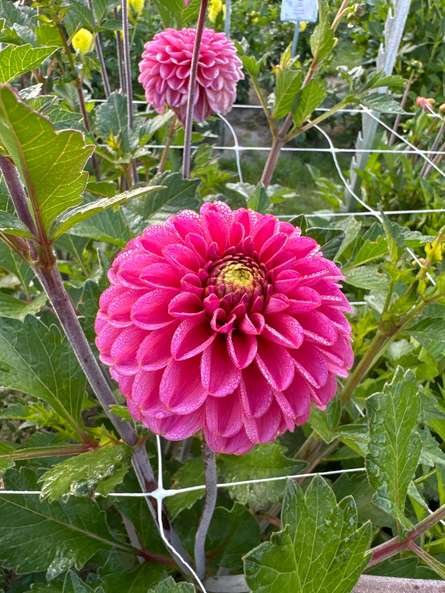 Dahlia Bazuin Pink