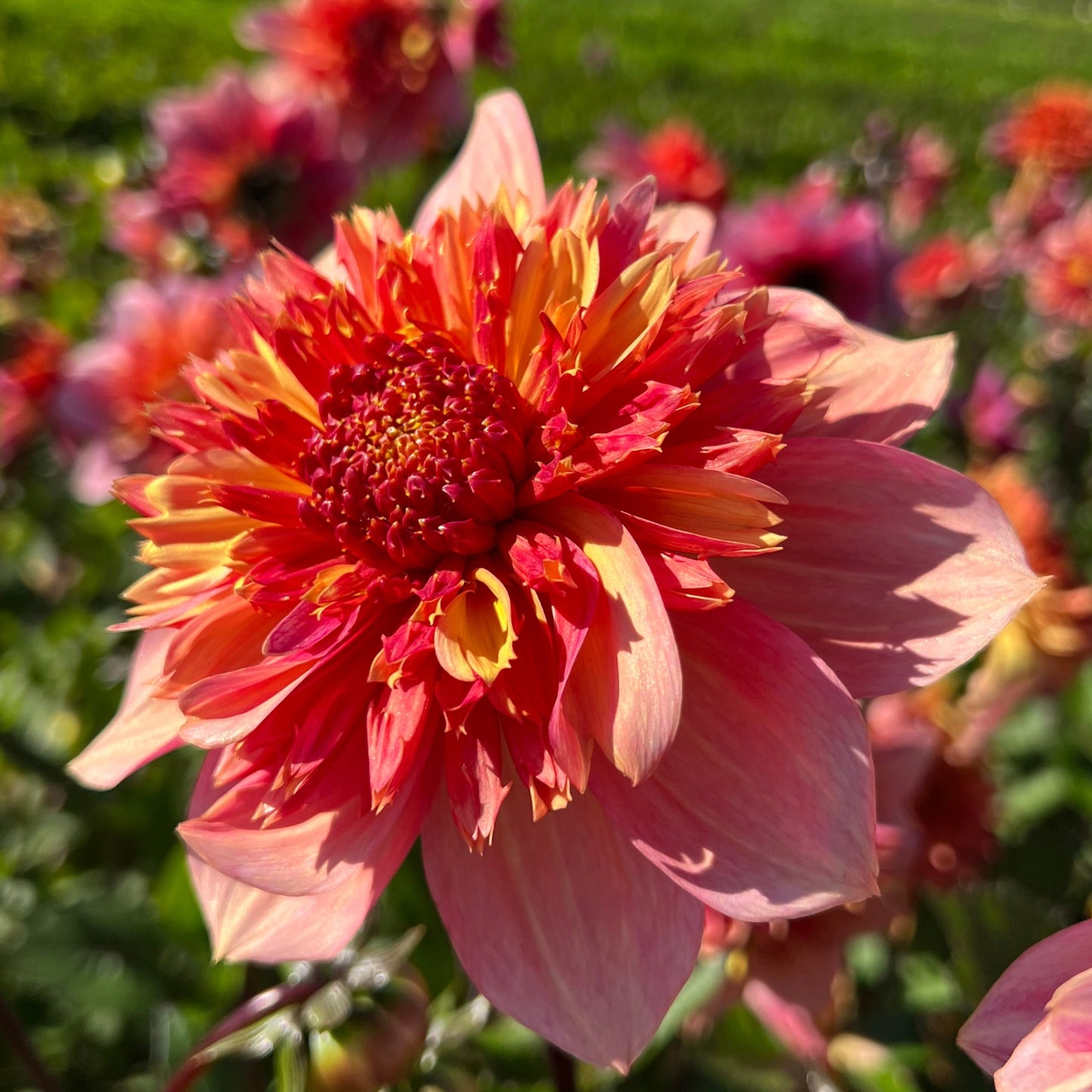 Dahlia Pollinerarnas eldiga favvoblandning 5st