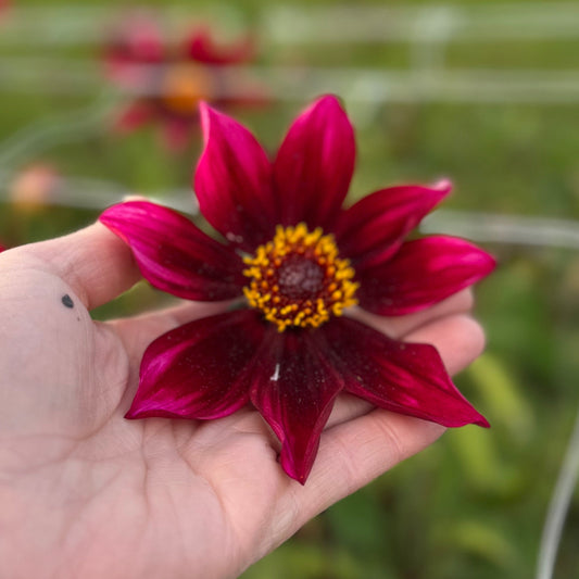 Dahlia Schipper's Choise Nyhet!
