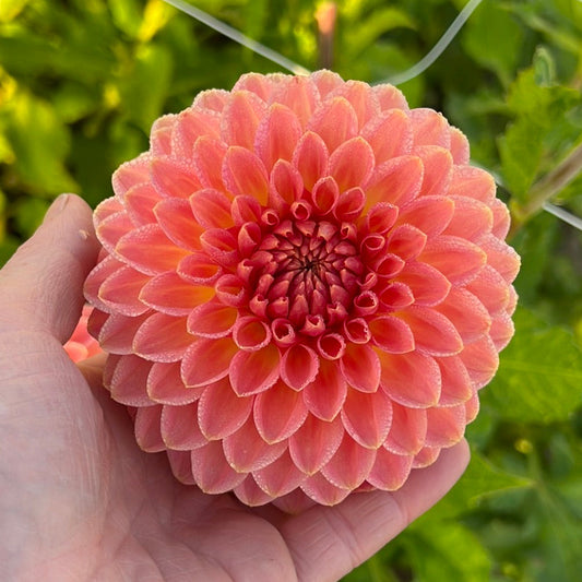 Dahlia Hillcrest Suffusion