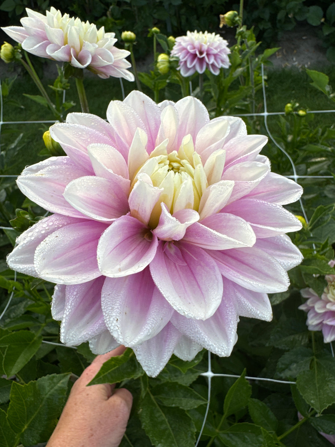 Dahlia Sweet Lucille Utgår!