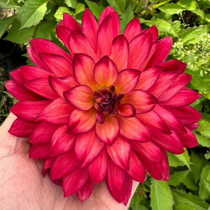Dahlia Ocean of Love