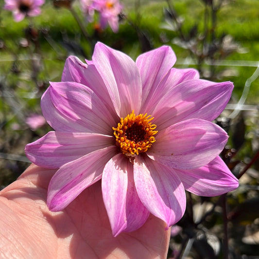 Dahlia Bishop of Leicester Nyhet!