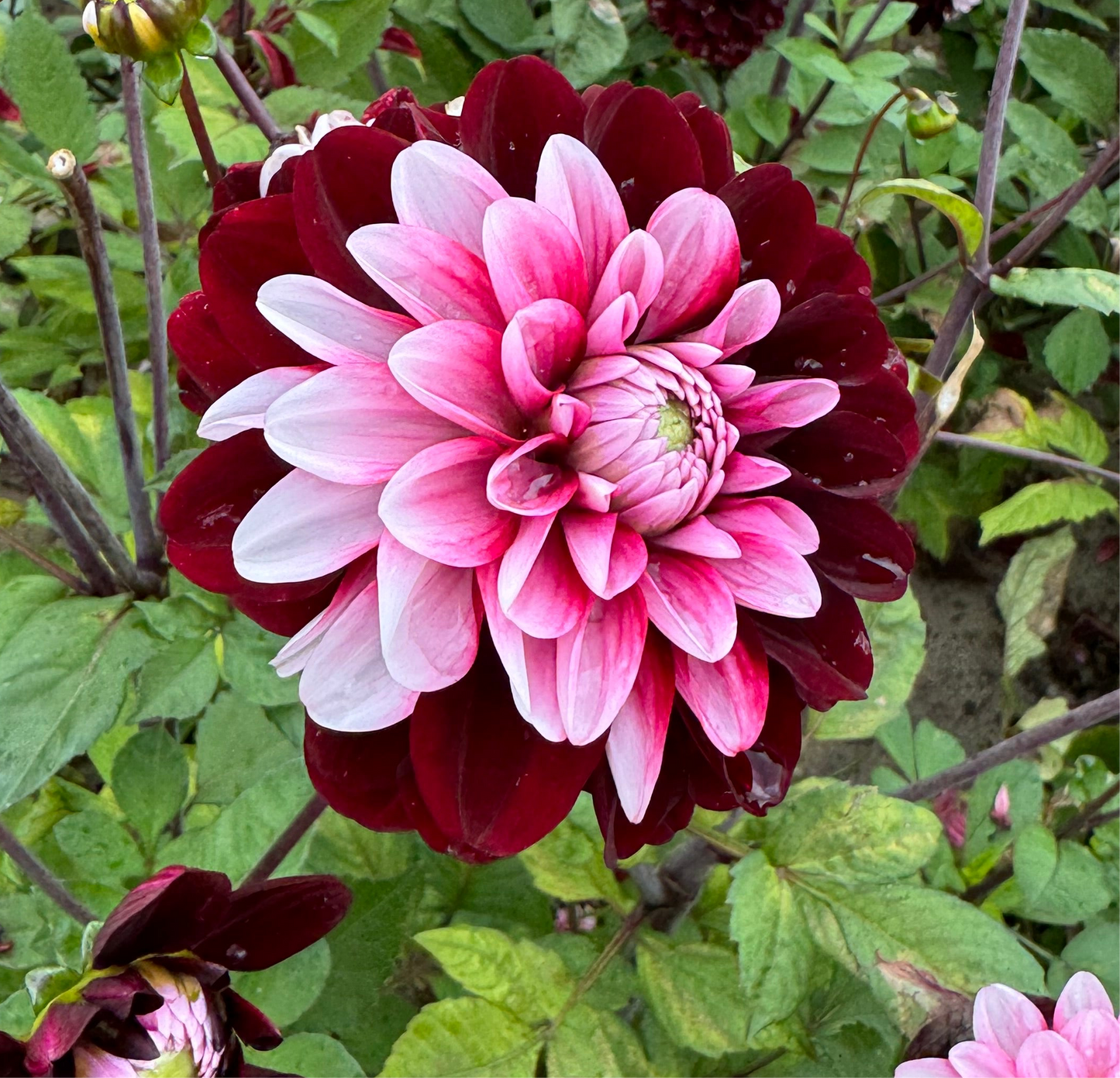 Dahlia Daria in Love Nyhet!