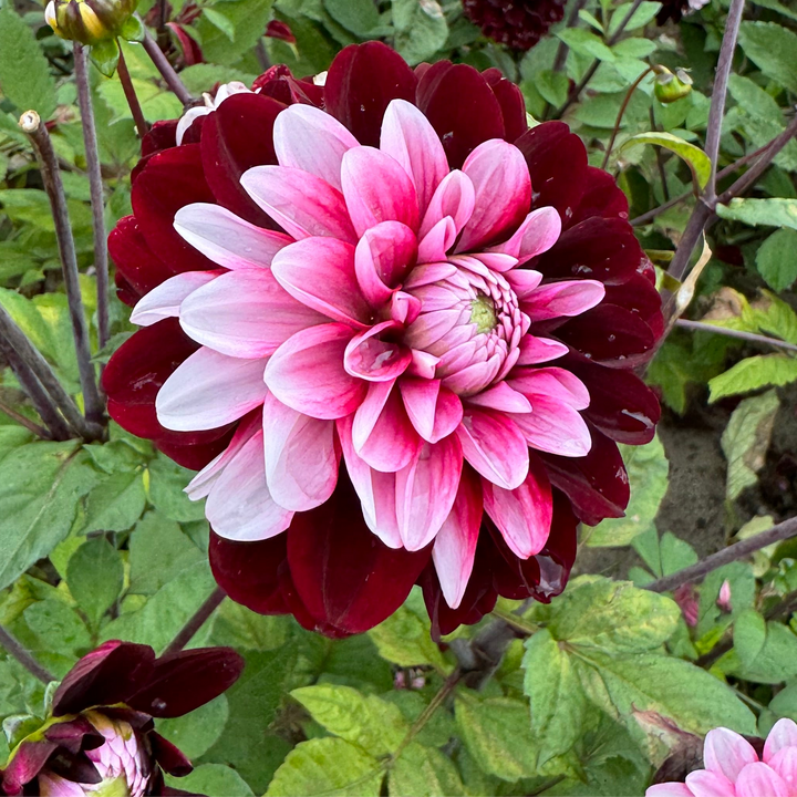 Dahlia Daria in Love