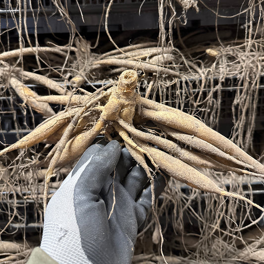 Dahlia Candy Crush Nyhet!